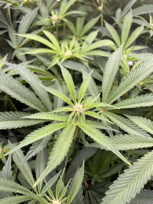 Super Buff Cherry #26 Cut. Week 5 - 18.11. F17