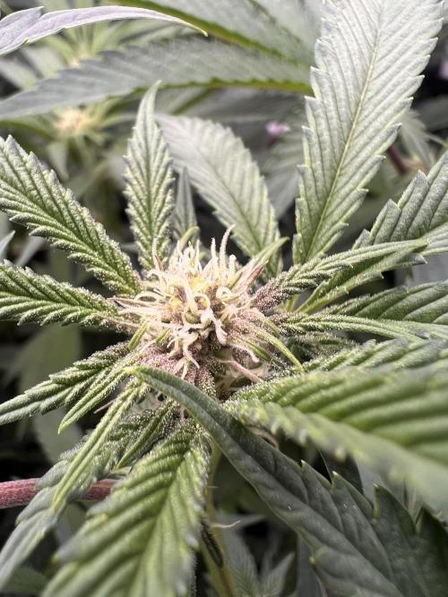 Super Buff Cherry #26 Cut. Week 5 - 18.11. F17