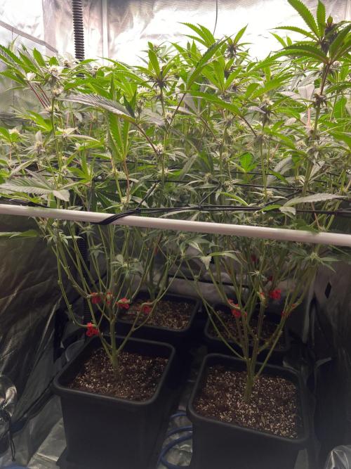 Super Buff Cherry #26 Cut. Week 6 - 24.11. F23