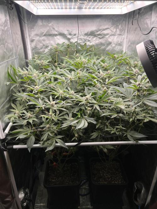 Super Buff Cherry #26 Cut. Week 6 - 24.11. F23