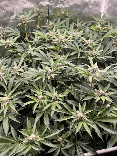 Super Buff Cherry #26 Cut. Week 6 - 24.11. F23