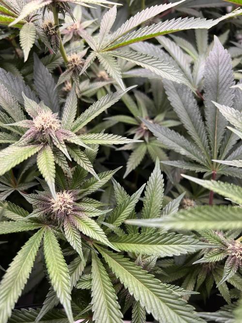 Super Buff Cherry #26 Cut. Week 6 - 24.11. F23