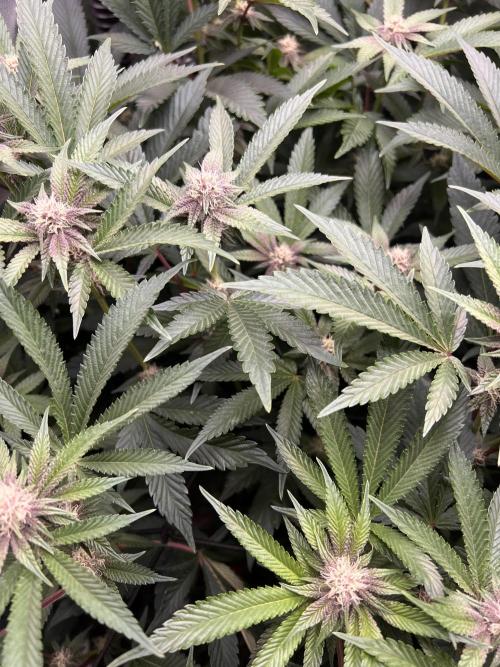 Super Buff Cherry #26 Cut. Week 6 - 24.11. F23