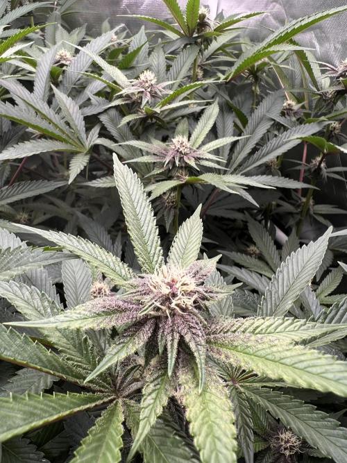 Super Buff Cherry #26 Cut. Week 6 - 24.11. F23