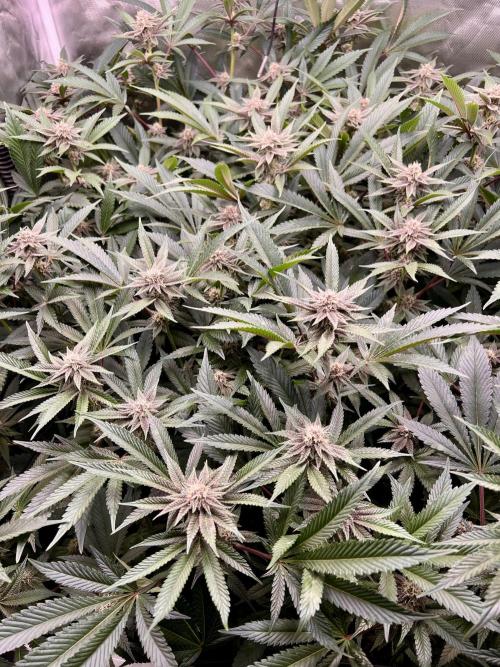 Super Buff Cherry #26 Cut. Week 7 - 29.11. F28