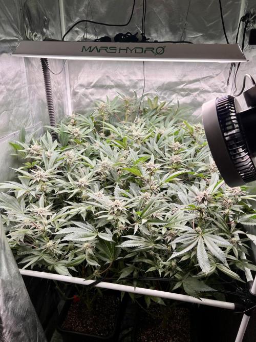 Super Buff Cherry #26 Cut. Week 7 - 29.11. F28