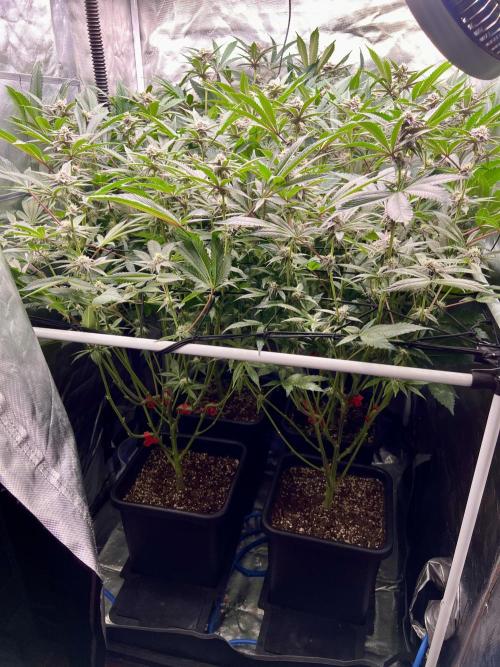 Super Buff Cherry #26 Cut. Week 7 - 29.11. F28