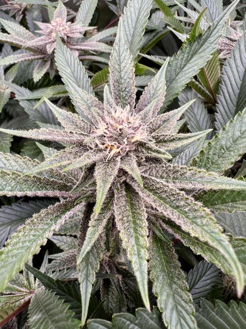 Super Buff Cherry #26 Cut. Week 7 - 29.11. F28