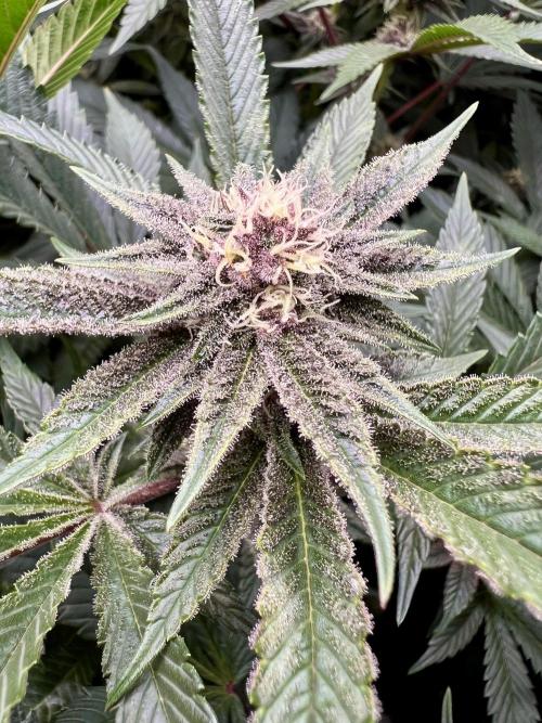 Super Buff Cherry #26 Cut. Week 7 - 29.11. F28