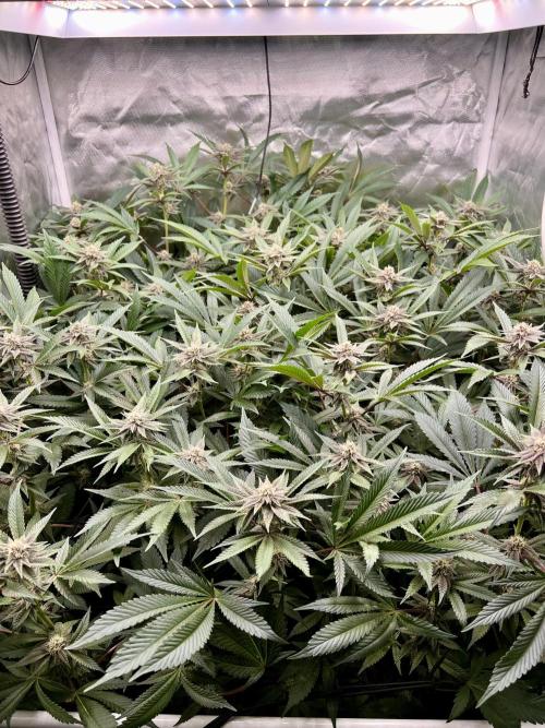 Super Buff Cherry #26 Cut. Week 7 - 29.11. F28