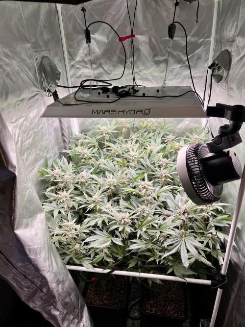 Super Buff Cherry #26 Cut. Week 7 - 29.11. F28