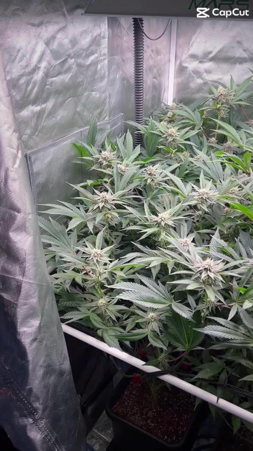 Super Buff Cherry #26 Cut