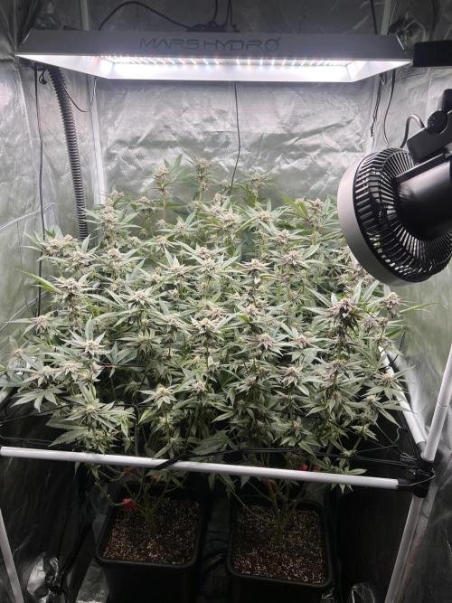 Super Buff Cherry #26 Cut. Week 7 - 01.12. F30