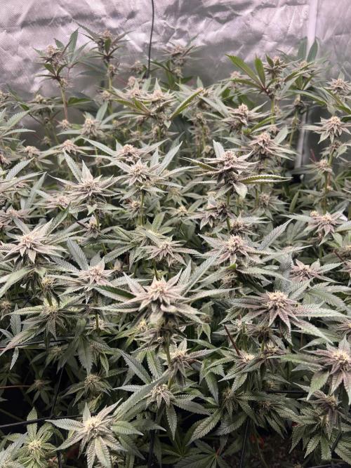 Super Buff Cherry #26 Cut. Week 7 - 01.12. F30