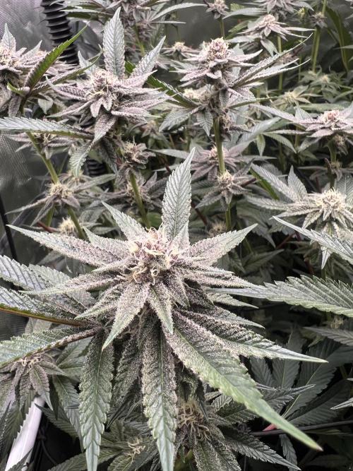 Super Buff Cherry #26 Cut. Week 7 - 01.12. F30