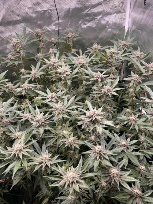 Super Buff Cherry #26 Cut. Week 7 - 01.12. F30