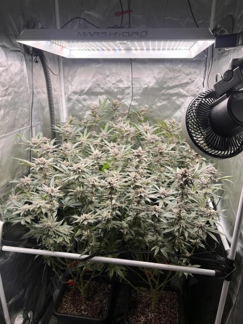 Super Buff Cherry #26 Cut. Week 8 - 07.12. F36