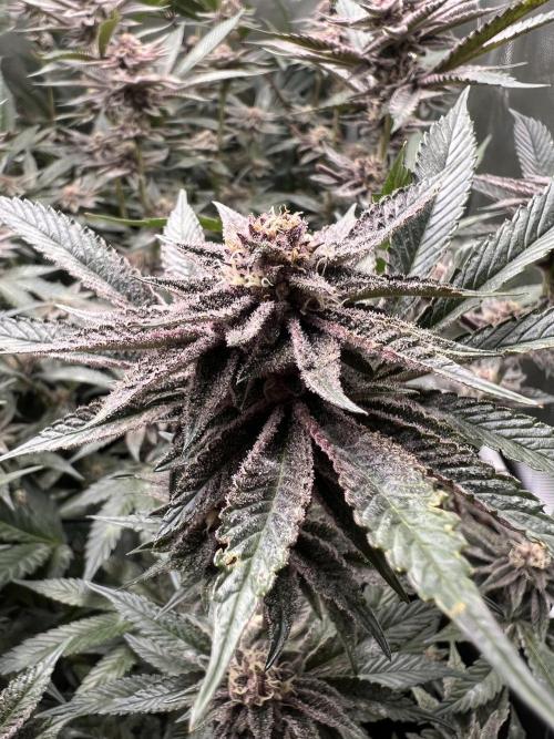 Super Buff Cherry #26 Cut. Week 8 - 07.12. F36