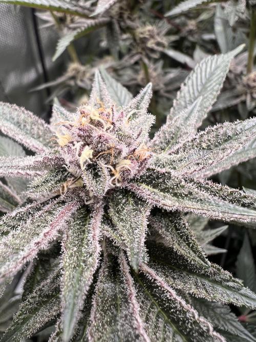 Super Buff Cherry #26 Cut. Week 8 - 07.12. F36