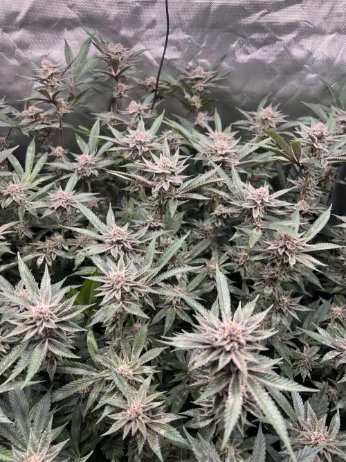 Super Buff Cherry #26 Cut. Week 8 - 07.12. F36