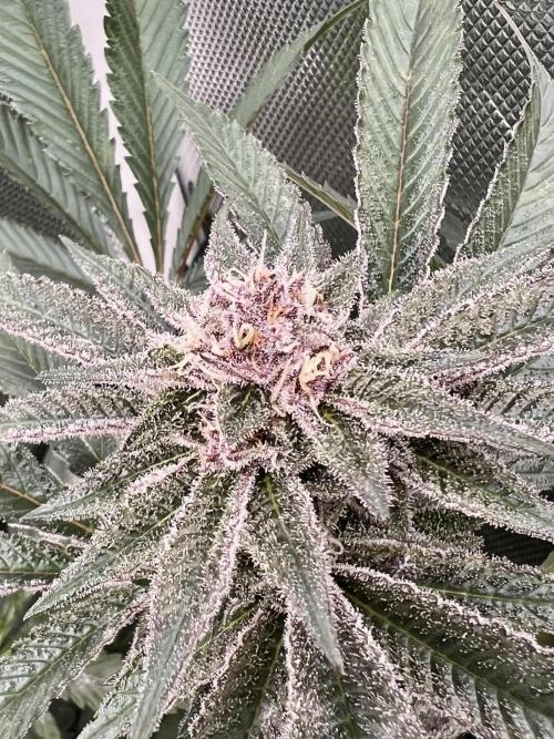 Super Buff Cherry #26 Cut. Week 8 - 07.12. F36