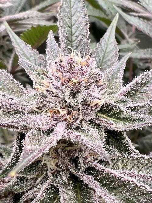 Super Buff Cherry #26 Cut. Week 8 - 07.12. F36