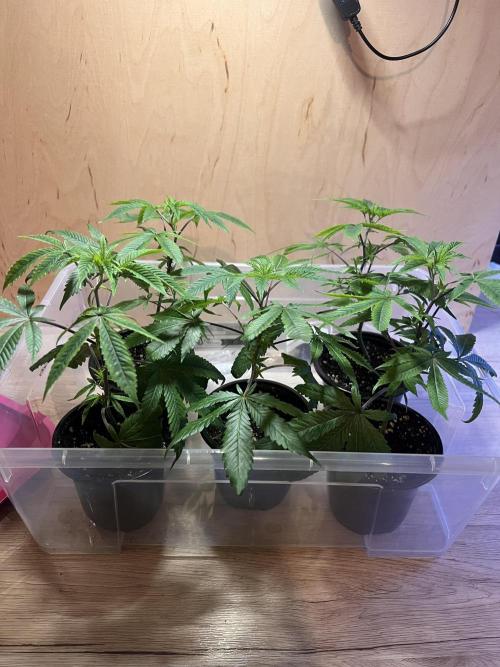 Blueberry Zkunk - Grounded Genetics. Week 1 - 08.12. 