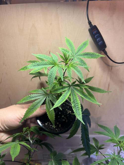 Blueberry Zkunk - Grounded Genetics. Week 1 - 08.12. 