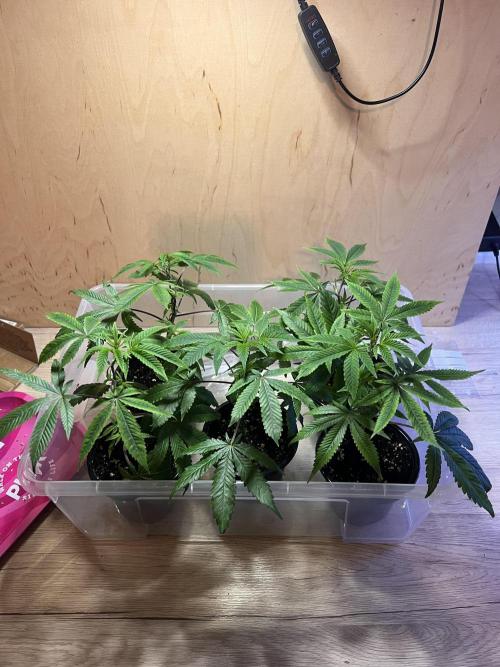 Blueberry Zkunk - Grounded Genetics. Week 1 - 08.12. 