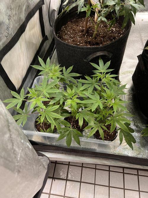 Blueberry Zkunk - Grounded Genetics. Week 1 - 08.12. 