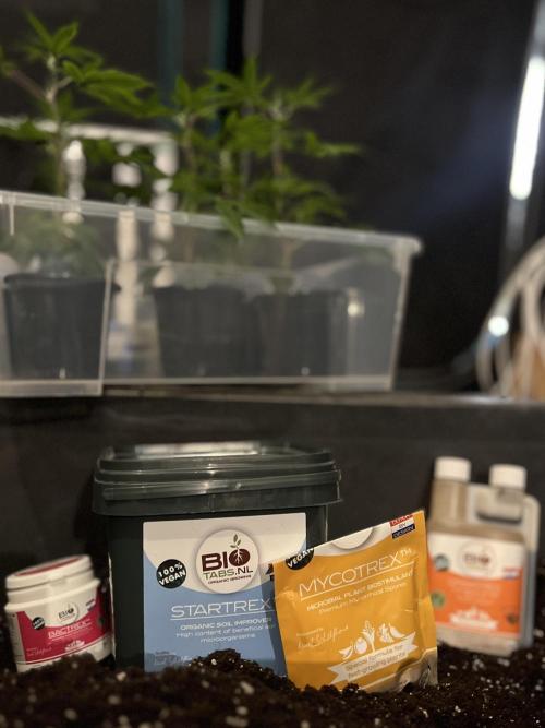 Blueberry Zkunk - Grounded Genetics. Week 2 - 13.12.