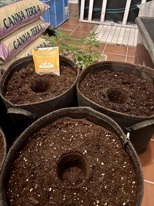 Blueberry Zkunk - Grounded Genetics. Week 2 - 13.12.