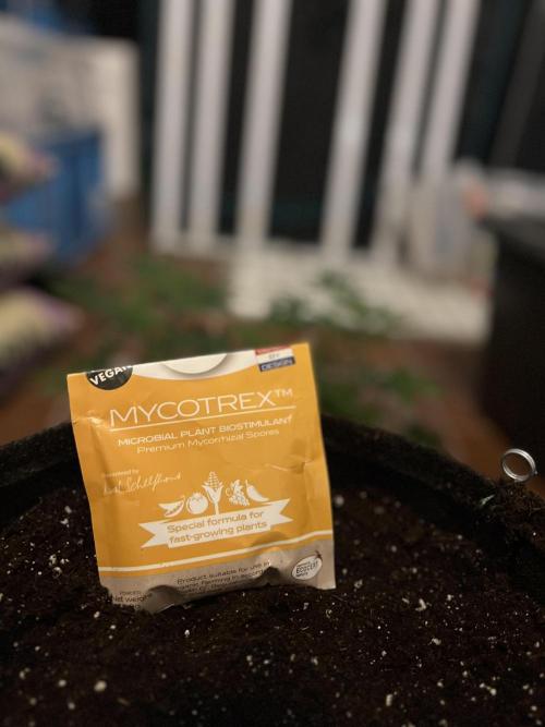 Blueberry Zkunk - Grounded Genetics. Week 2 - 13.12.