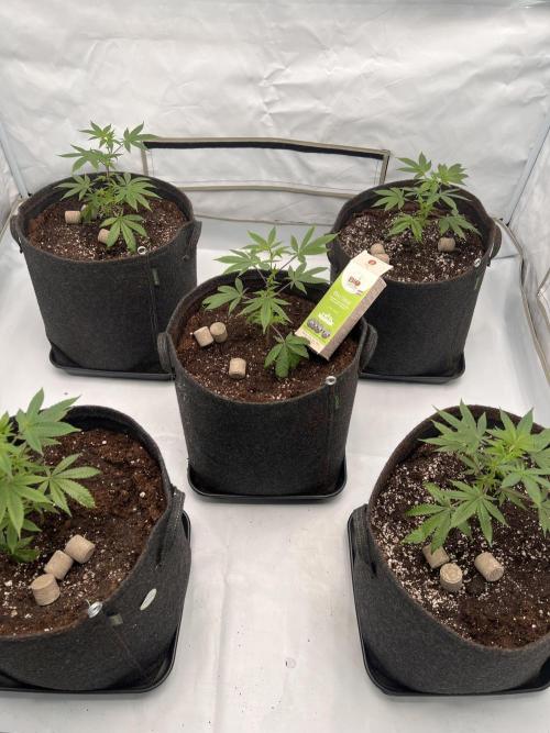 Blueberry Zkunk - Grounded Genetics. Week 2 - 13.12.