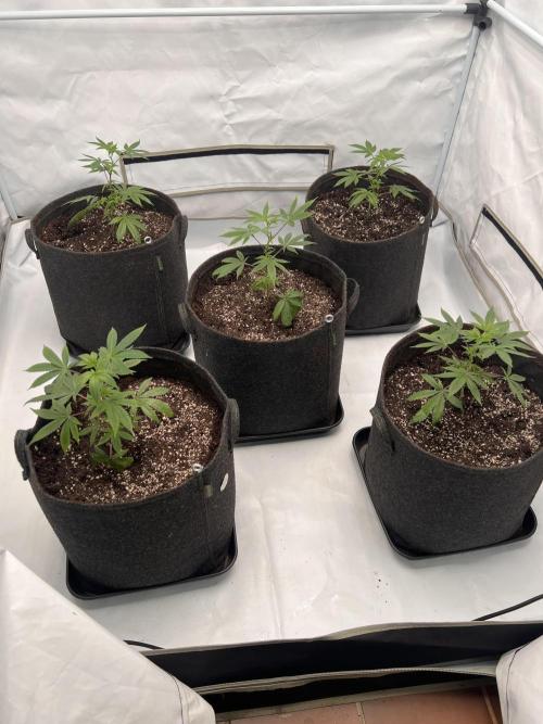 Blueberry Zkunk - Grounded Genetics. Week 2 - 13.12.