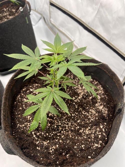 Blueberry Zkunk - Grounded Genetics. Week 2 - 13.12.