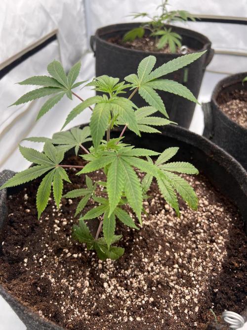 Blueberry Zkunk - Grounded Genetics. Week 2 - 13.12.