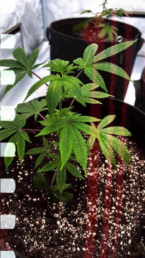 Blueberry Zkunk - Grounded Genetics