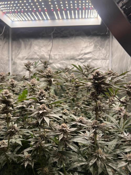 Super Buff Cherry #26 Cut. Week 8 - 11.12. F40