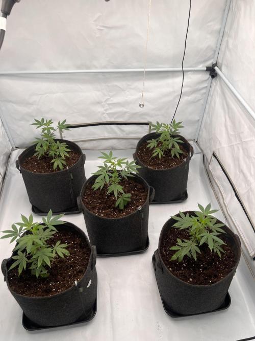 Blueberry Zkunk - Grounded Genetics. Week 2 - 16.12. V8