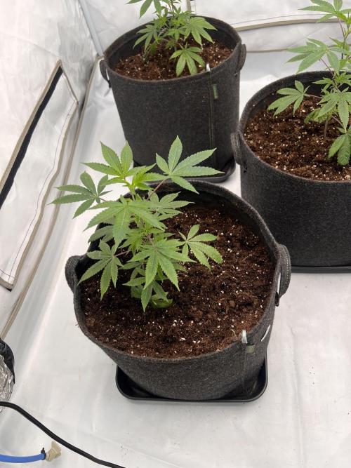 Blueberry Zkunk - Grounded Genetics. Week 2 - 16.12. V8