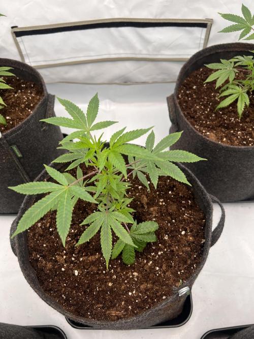 Blueberry Zkunk - Grounded Genetics. Week 2 - 16.12. V8