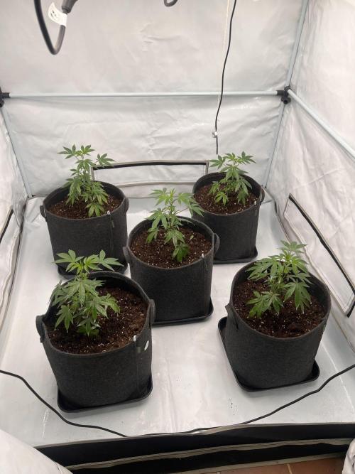 Blueberry Zkunk - Grounded Genetics. Week 2 - 18.12. V10