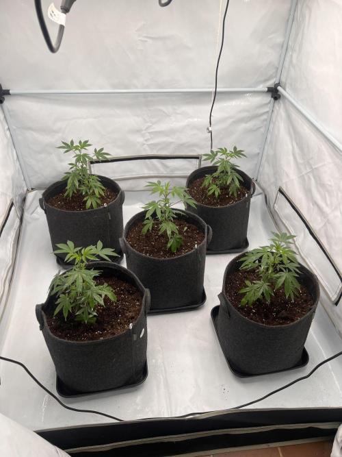 Blueberry Zkunk - Grounded Genetics. Week 2 - 18.12. V10