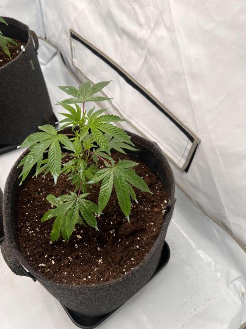 Blueberry Zkunk - Grounded Genetics. Week 2 - 18.12. V10