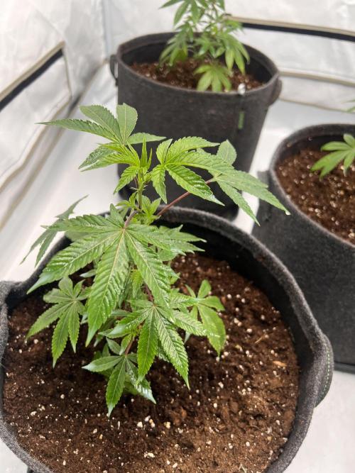 Blueberry Zkunk - Grounded Genetics. Week 2 - 18.12. V10