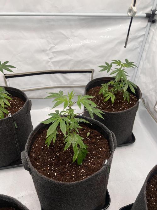 Blueberry Zkunk - Grounded Genetics. Week 2 - 18.12. V10