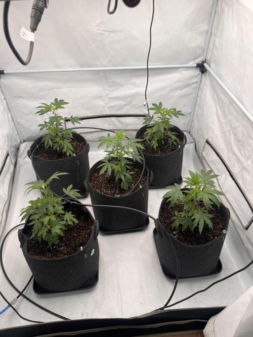 Blueberry Zkunk - Grounded Genetics. Week 2 - 21.12. V13