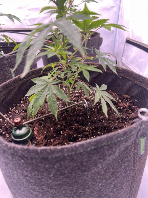 Blueberry Zkunk - Grounded Genetics. Week 2 - 21.12. V13