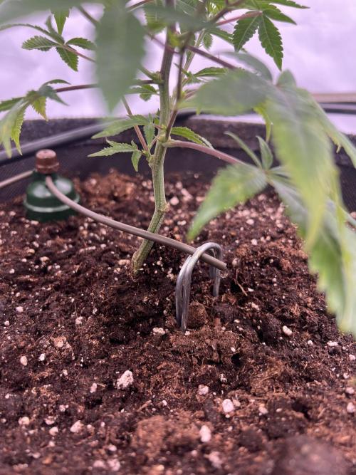 Blueberry Zkunk - Grounded Genetics. Week 2 - 21.12. V13